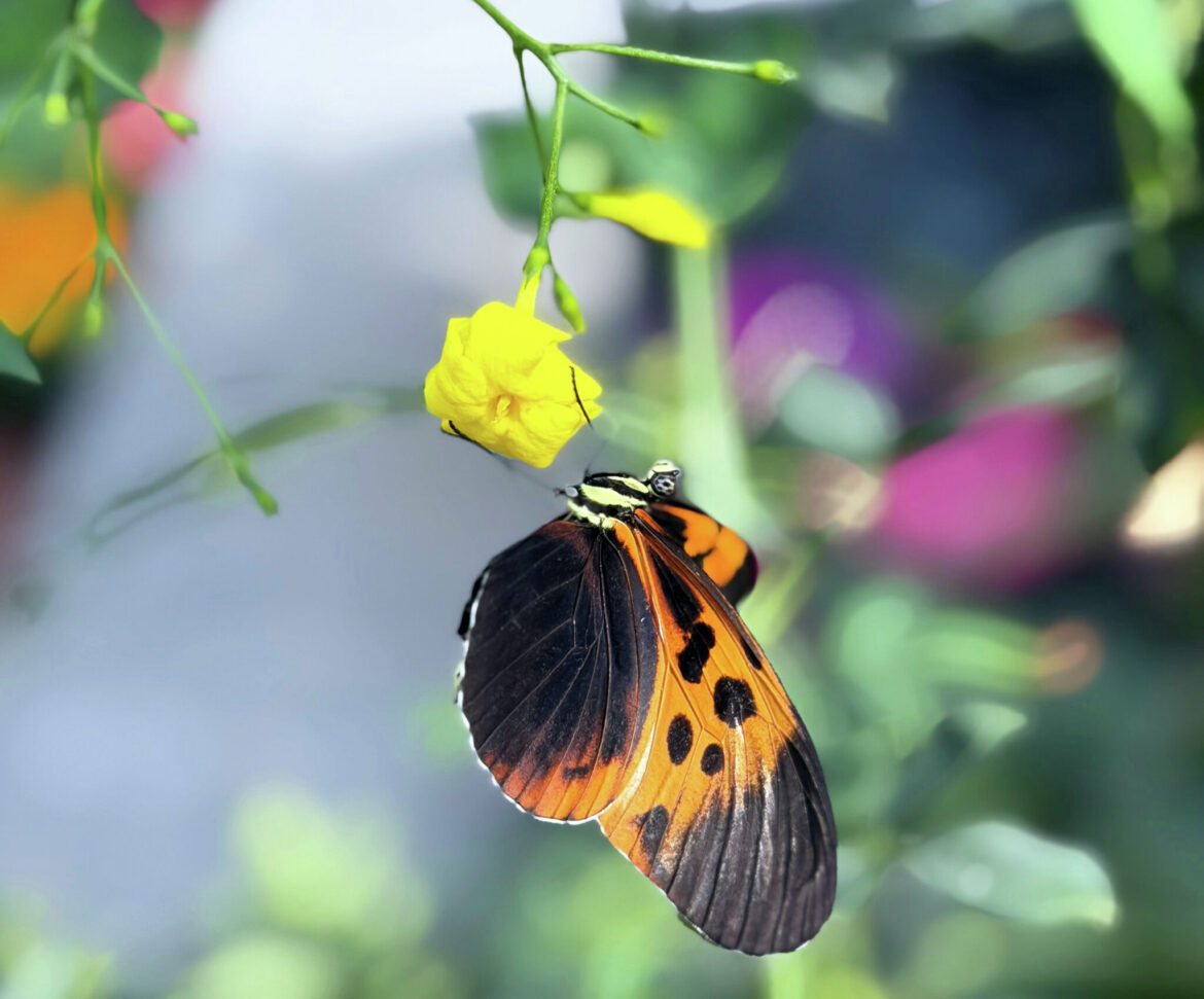 Butterflies in Bloom continues at Dow Gardens through April 19 Thousands of colorful butterflies fly freely among tropical plants during Butterflies in Bloom, which is on display through April 19 at Dow Gardens.