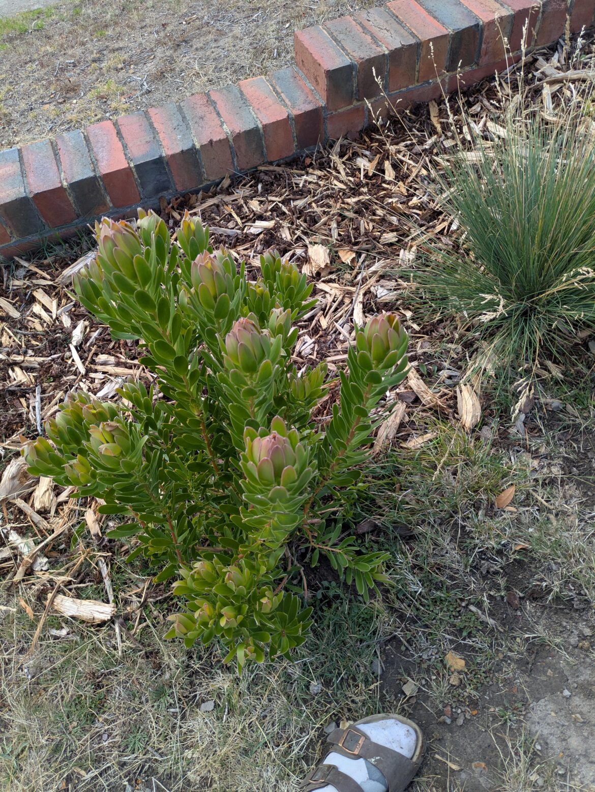 Pruning