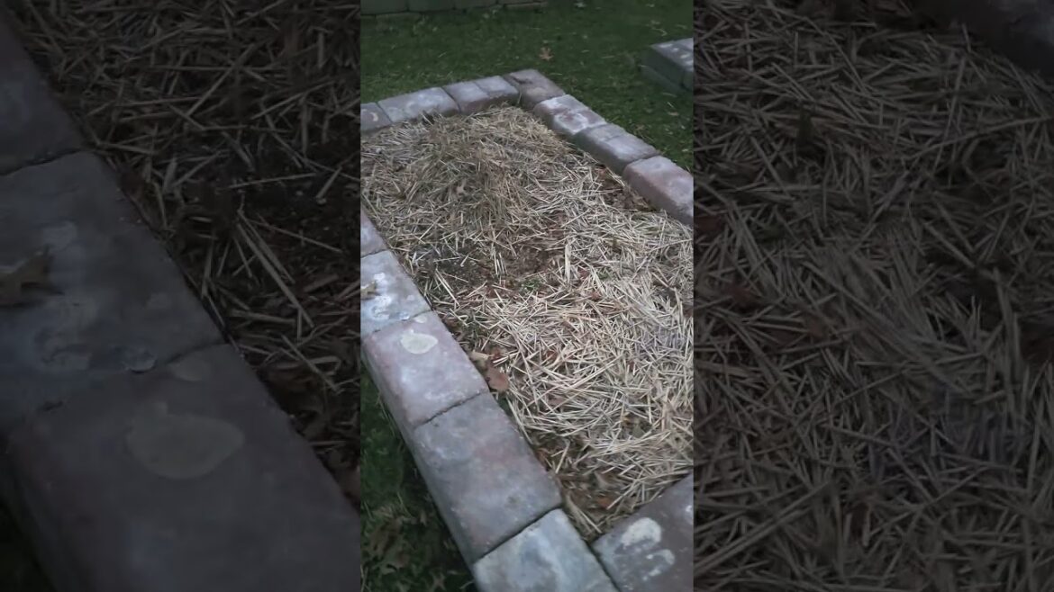 Introduction to my front yard garden part 1