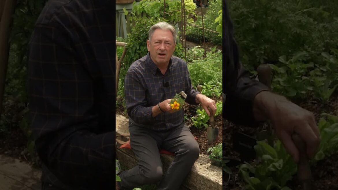 Plant THIS Next to Your Tomatoes to Stop Whitefly Naturally! Plant THIS Next to Your Tomatoes to Stop Whitefly Naturally!