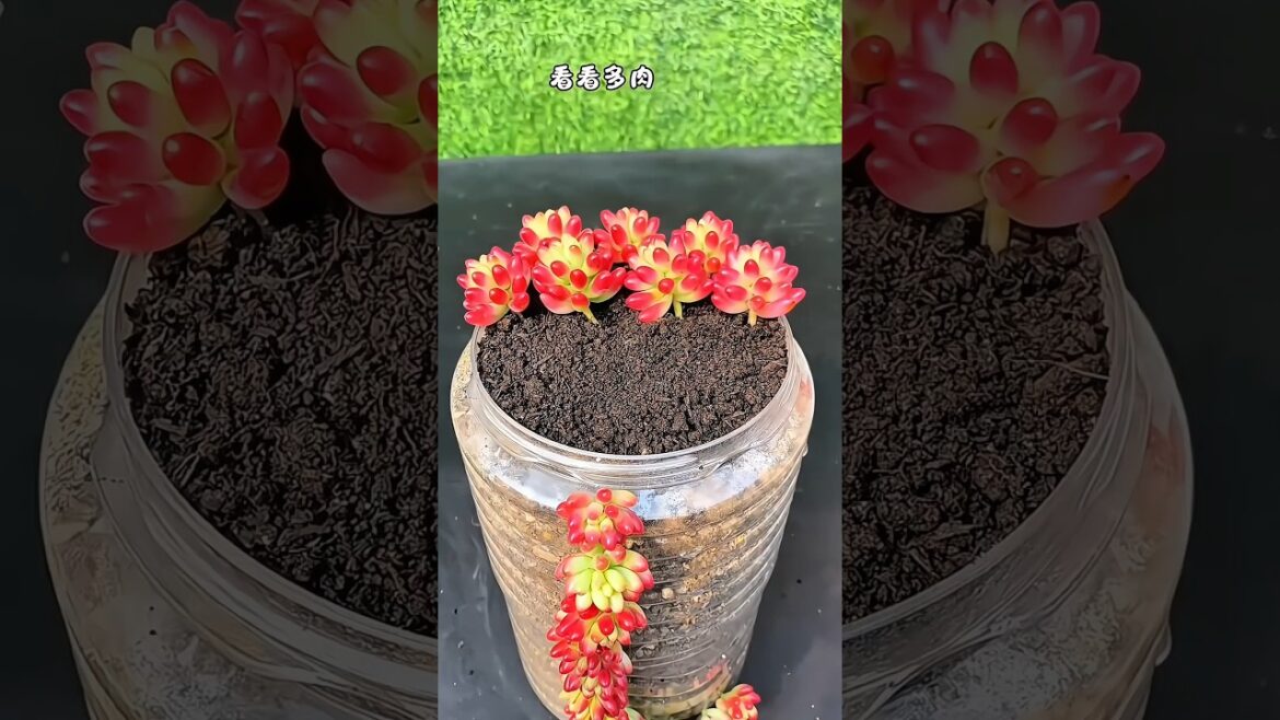 Ultimate Gardening Tips for Beginners 🌿🌸” #GardeningTips #HomeGarden Ultimate Gardening Tips for Beginners 🌿🌸" #GardeningTips #HomeGarden
