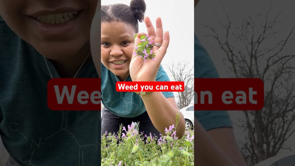 This ‘Weed’ in Your Yard Is Edible – it is called Henbit