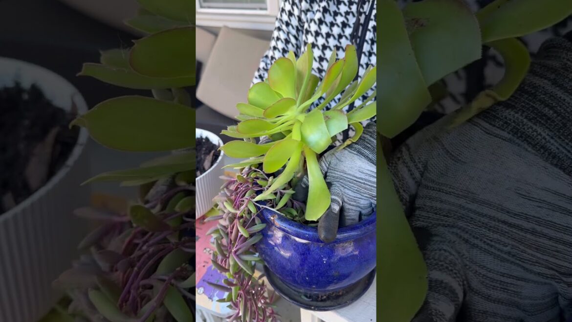 Gardening Tips & Tricks|#succulent #shortsfeed #shortfeed #shortvideo #viralshort #popular #trending