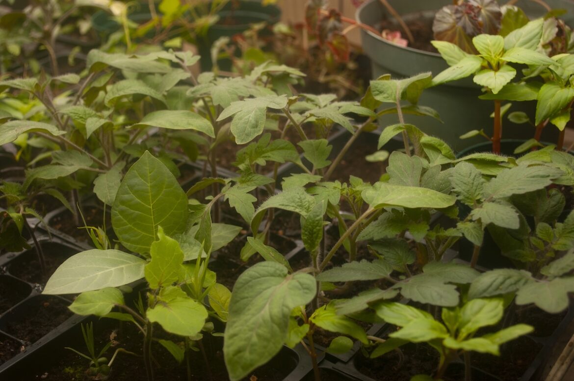 How I Start Seeds Indoors and Extend My Growing Season by 2 to 3 Months–Without Blowing My Budget