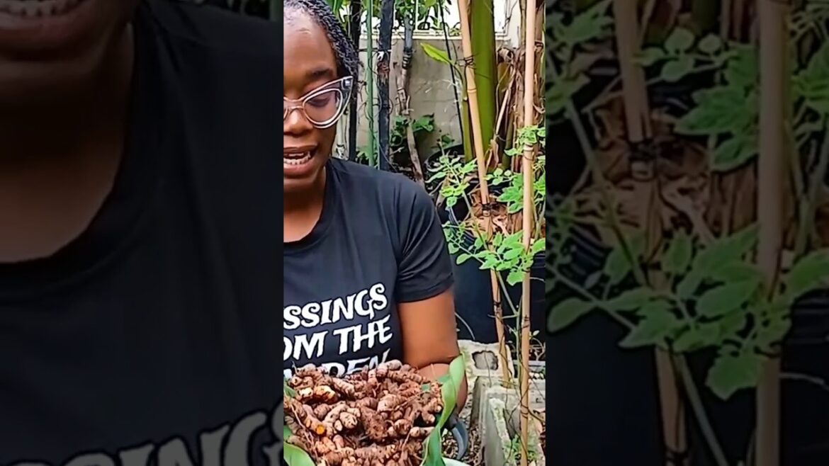 #shortsvideo Tumeric. Power Herb. Watch full video. #gardening #containergardening #harvest