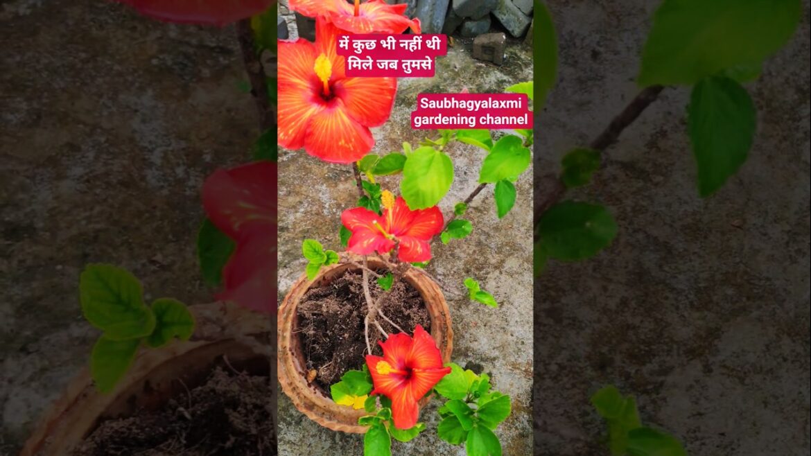 Terrace gardening # yt shorts # trends # viral