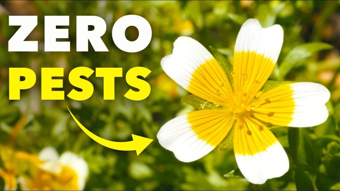 This Little-Known Flower Banishes Pests from Your Garden This Little-Known Flower Banishes Pests from Your Garden
