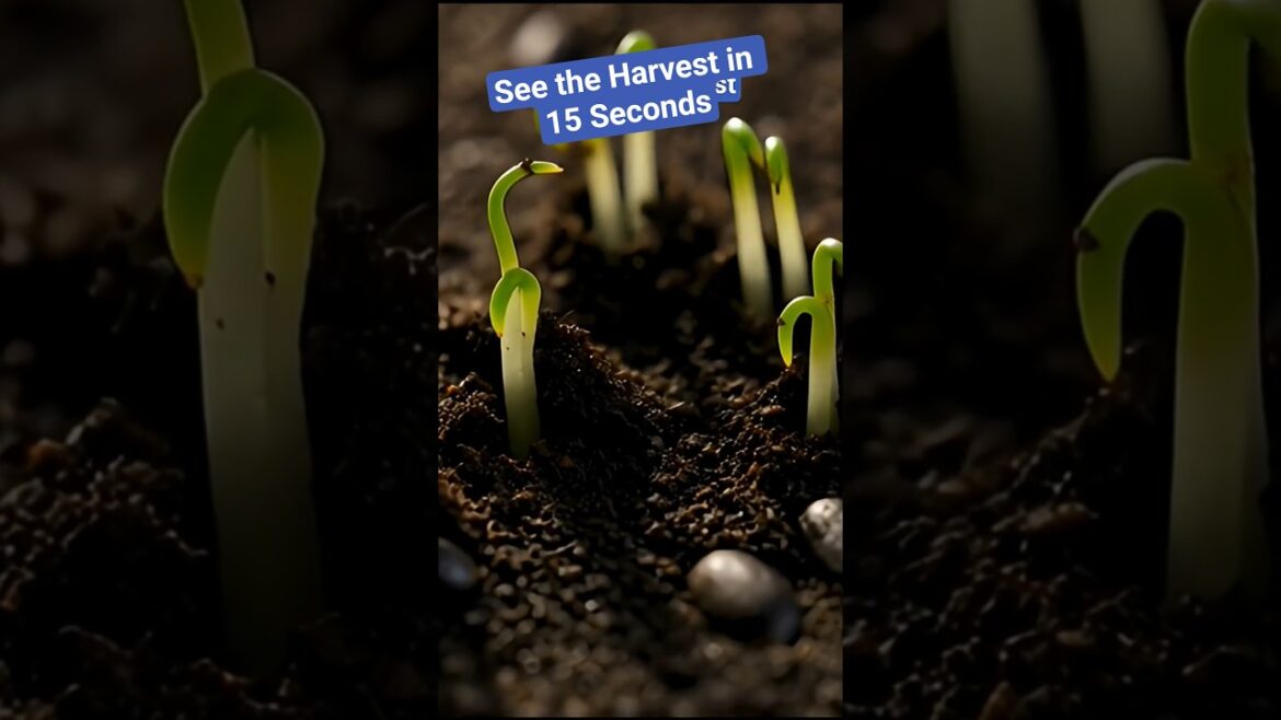 Grow Spinach from Seeds Time Lapse #shorts #spinach #timelapse #gardening Grow Spinach from Seeds Time Lapse #shorts #spinach #timelapse #gardening