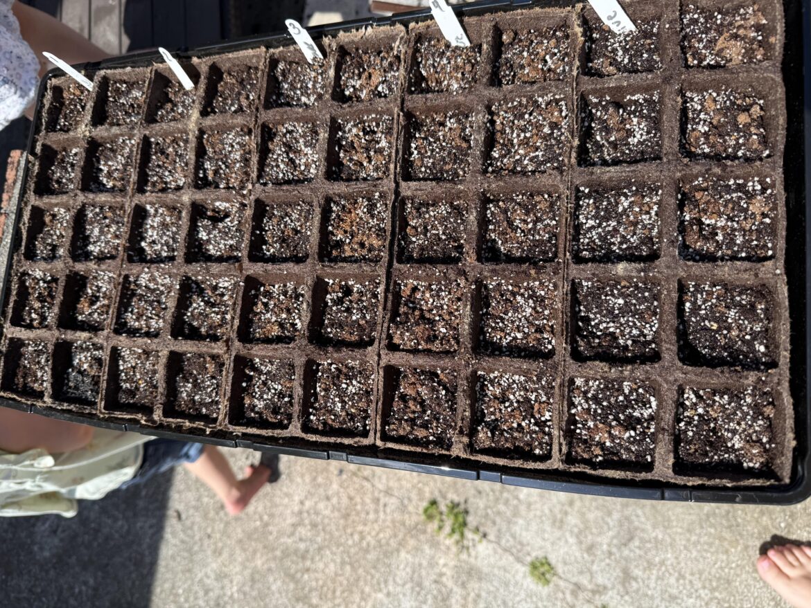 Home garden started