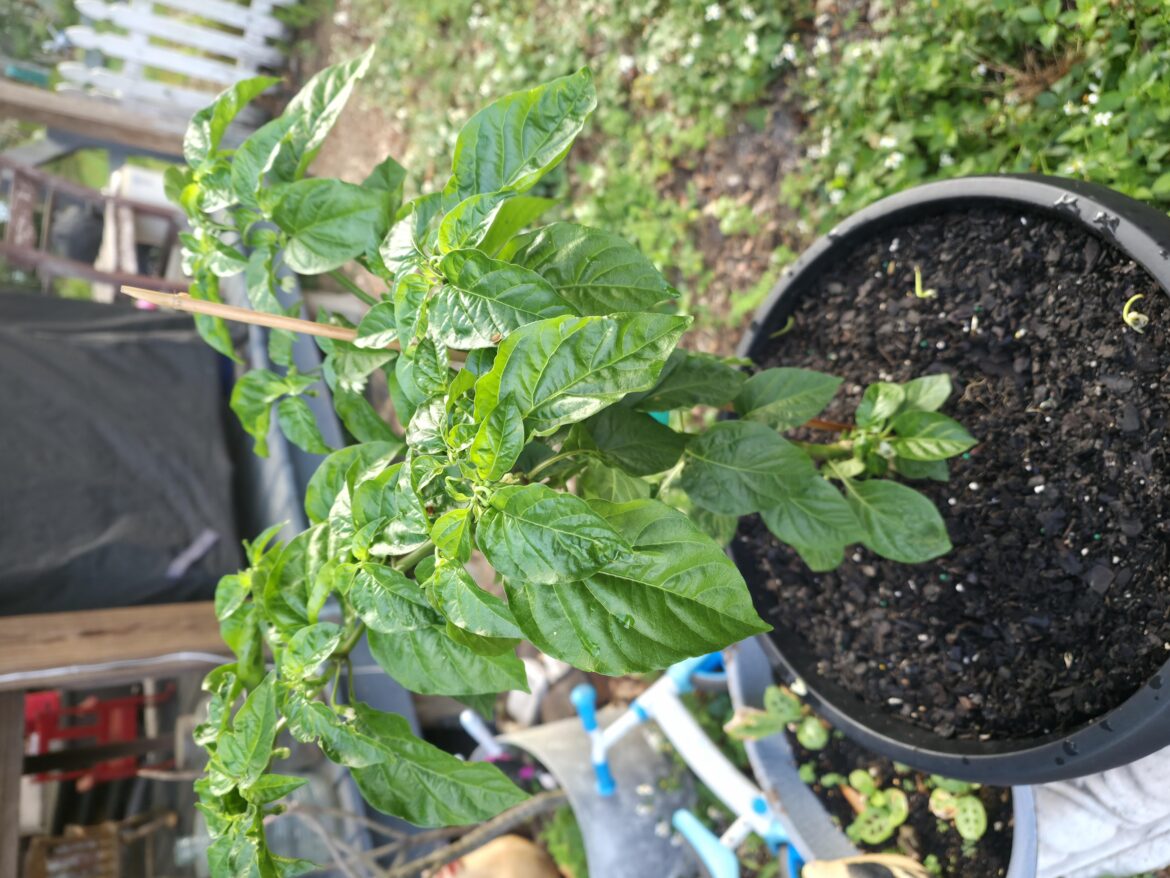 Grabbed my first Ghost plant the other day. Transplanted into the large pot around 3/9/26. How does she look? Recommendations?