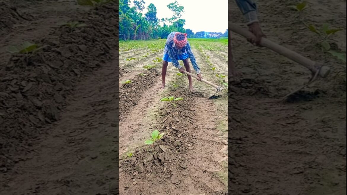 Brinjal Farming Secret: Earthing Up for Better Yield 🌱 #shorts