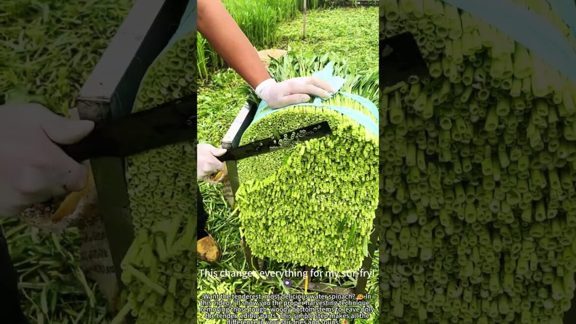 Harvesting Water Spinach – Removing Tough Stems! 🌱 Harvesting Water Spinach – Removing Tough Stems! 🌱