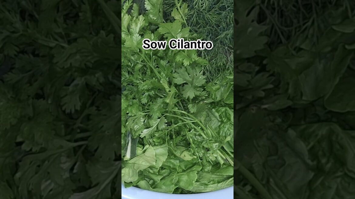 Sowing Cilantro and a Visit From a Garden Menace