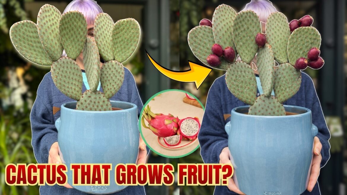 4 Cactus Plants That Secretly Grow Edible Fruit (Most People Don’t Know)