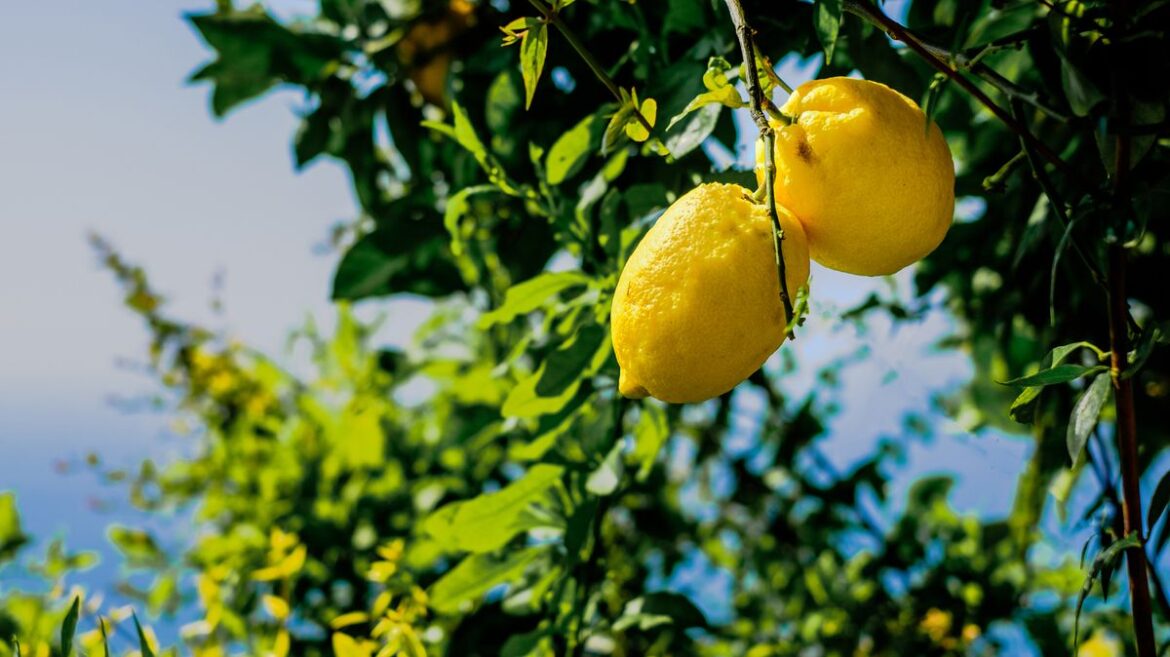 Gardener says stop buying supermarket lemons and grow them instead Daily Mirror