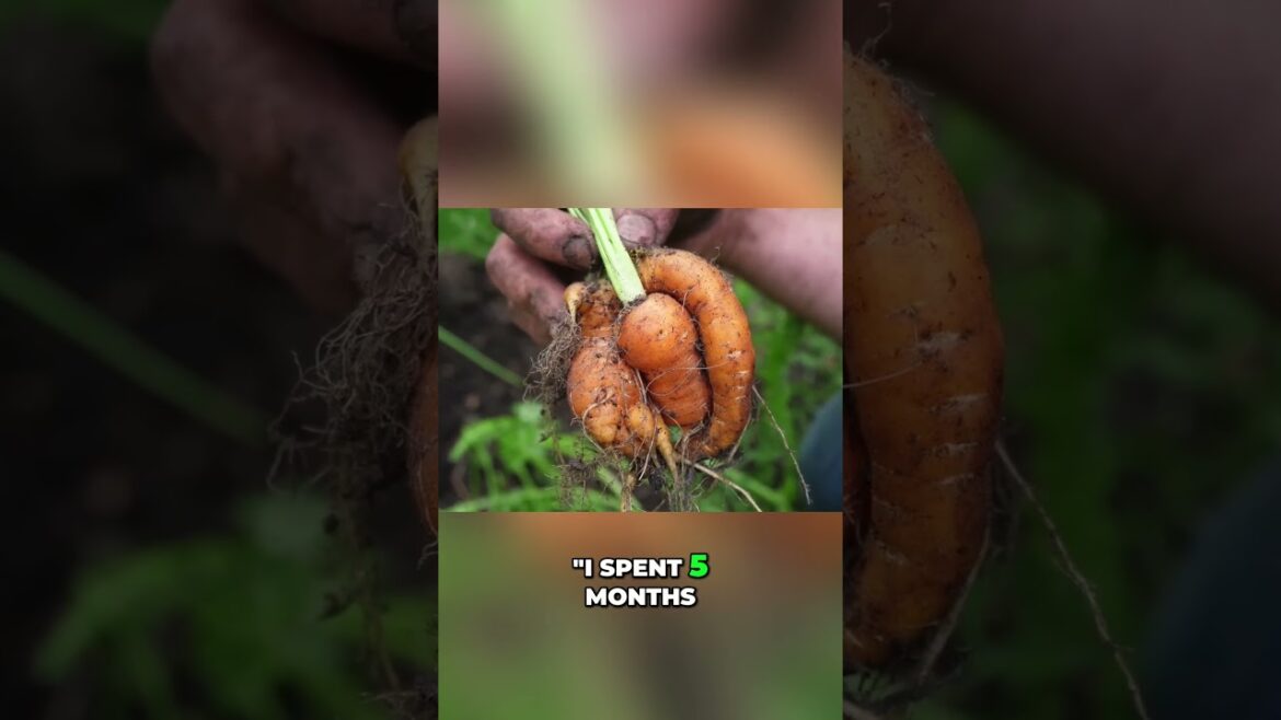 Root Vegetable Storage SECRET  Amish Hack Revealed! #gardening #farming #raisedgardenbeds