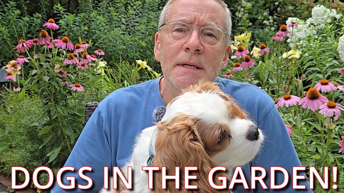 Dog Friendly Garden Design Ideas
