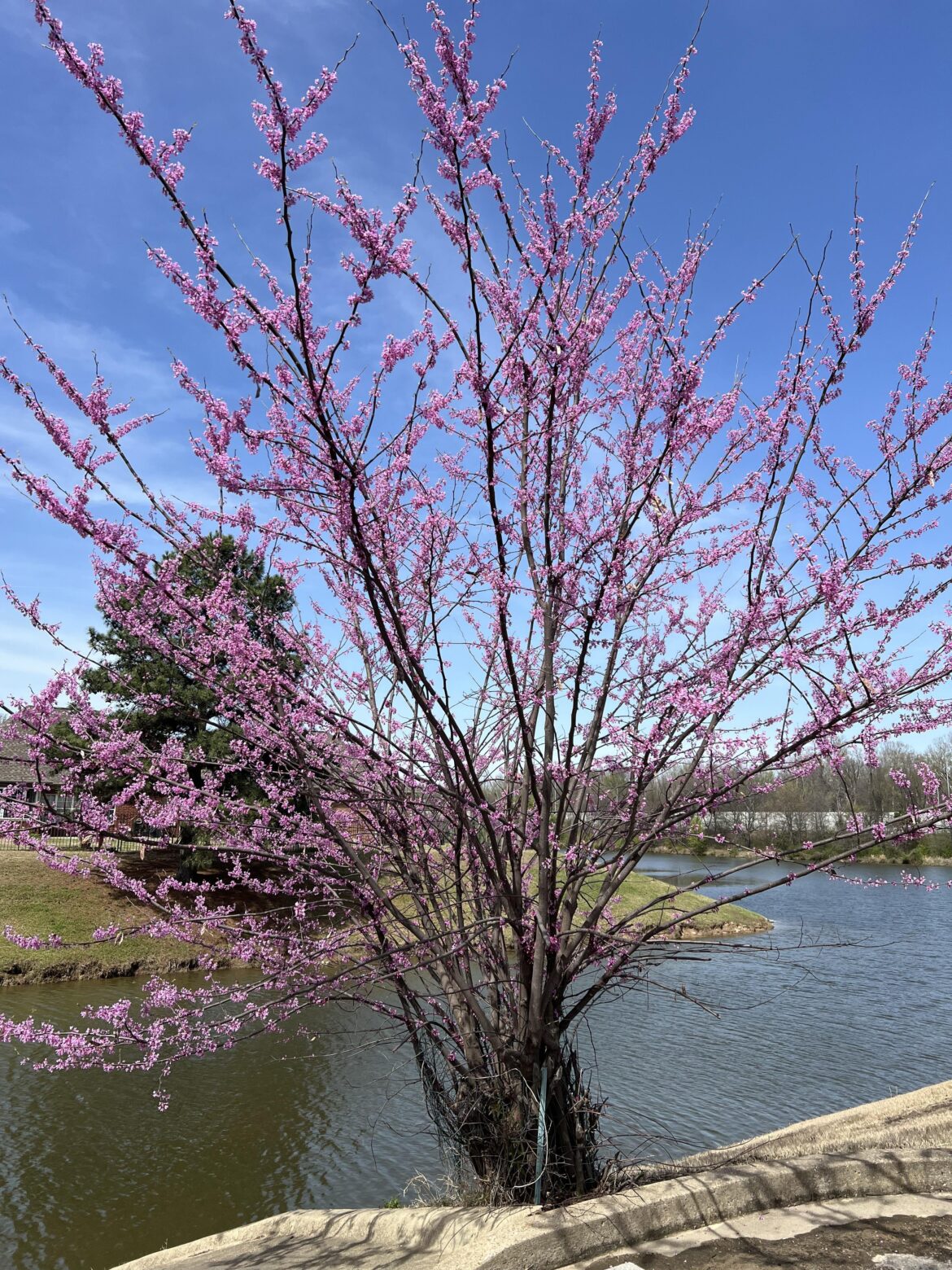 Can you identify this tree? Can I grow it by cutting a small branch? Can you identify this tree? Can I grow it by cutting a small branch?