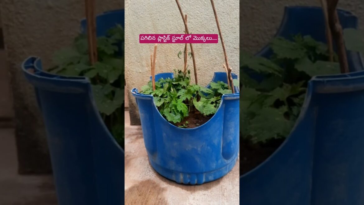 #diy #garden #reuseidea #ytshorts #plants #kakara #plants #diy #garden #reuseidea #ytshorts #plants #kakara #plants