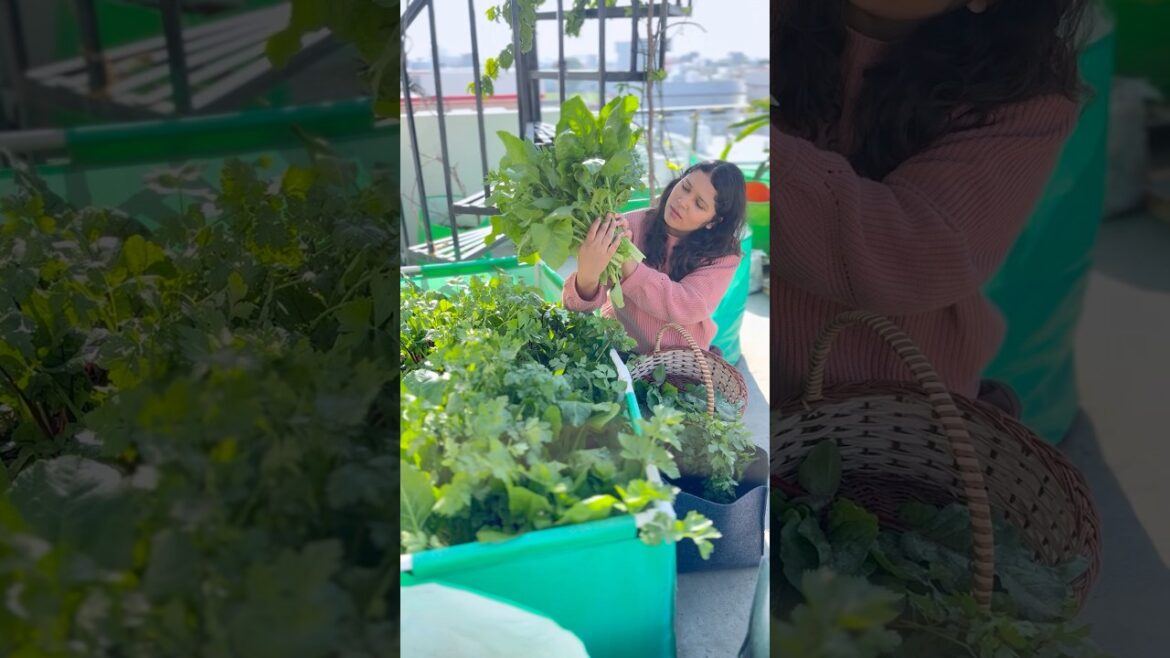 Garmiyo ki sabjiya kaise ugaye ( garden update) #gardening #organic