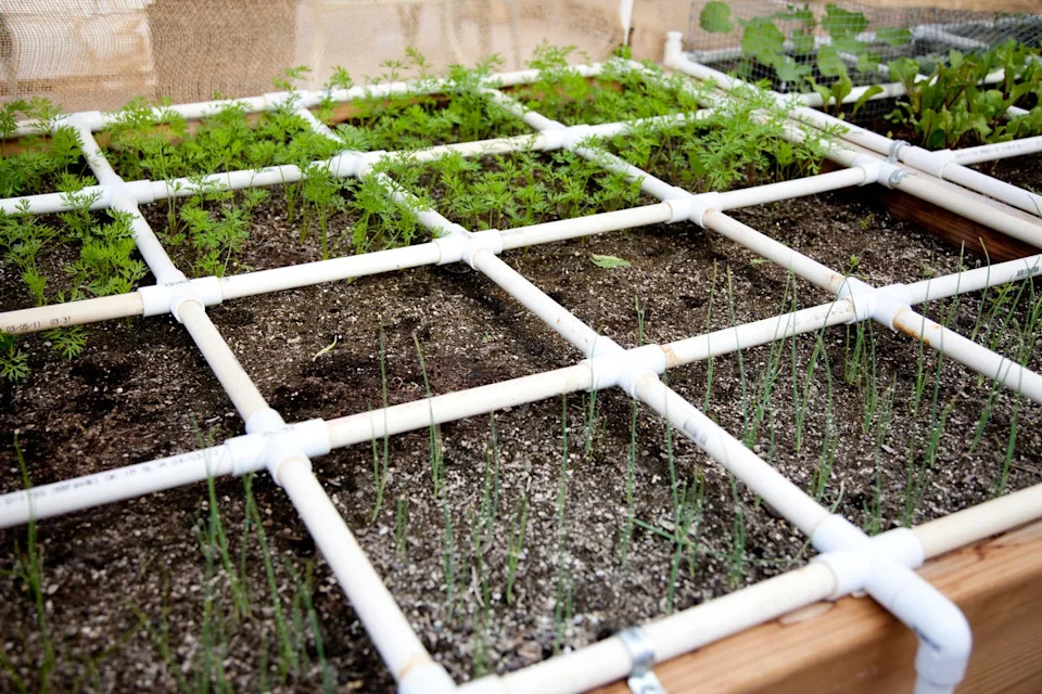 a raised bed garden with pvc pipe watering system dividing the bed into one foot square sections. onions and carrots are growing in the garden.