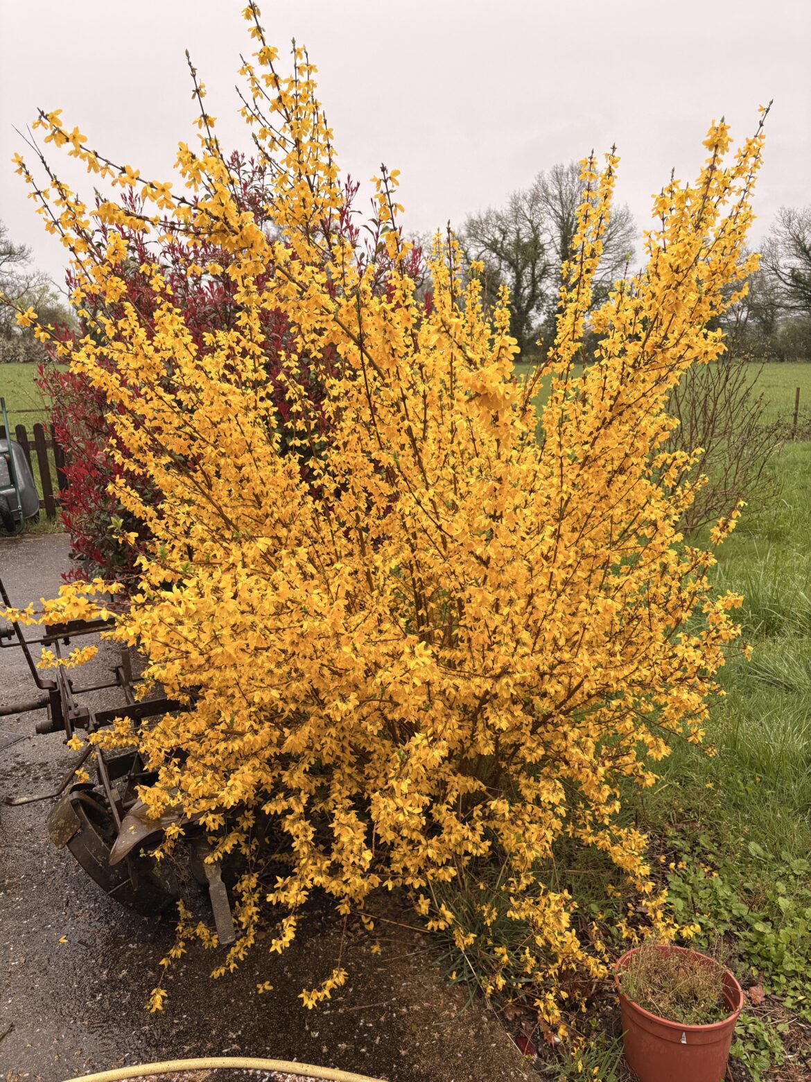 My forsythia is on fire!