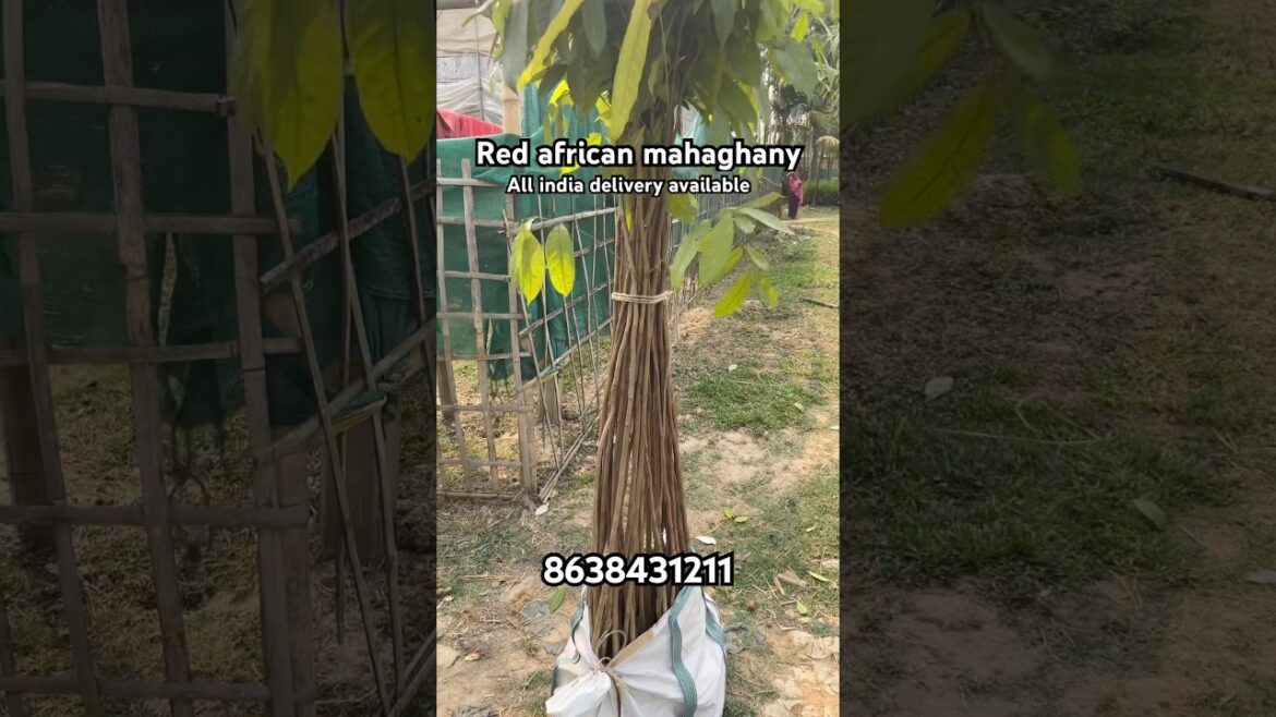 Red african mahaghany | wholesale price |all india delivery | 8638431211 Red african mahaghany | wholesale price |all india delivery | 8638431211