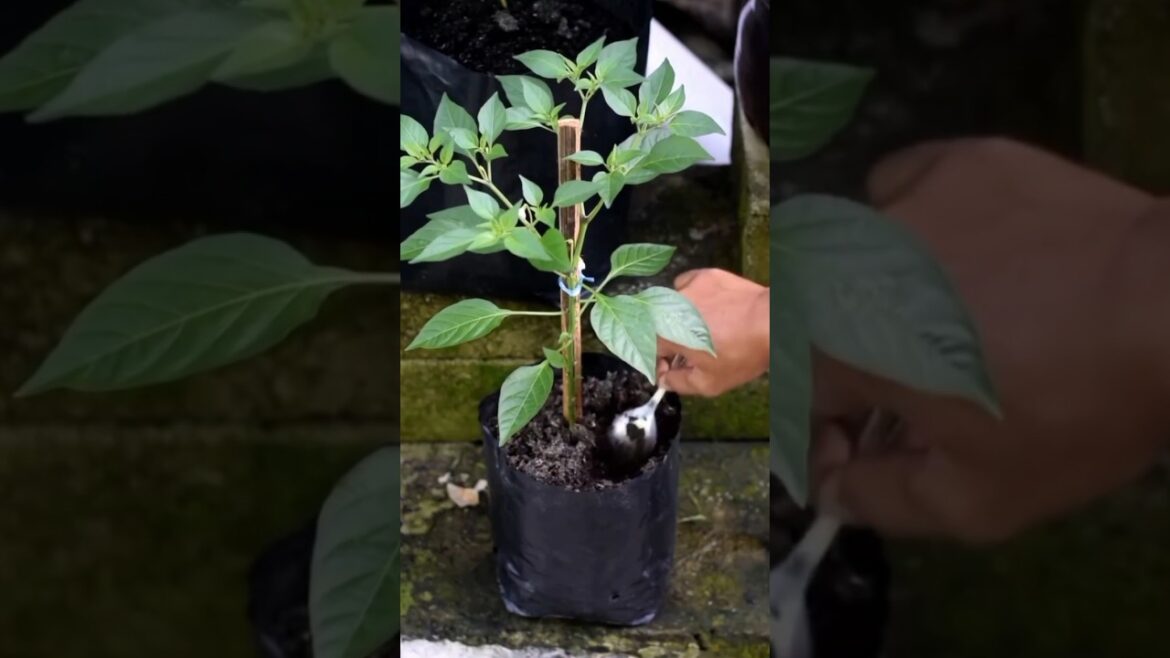 Gardening Tips for chilli pepper🌶🌶🌶 #gardening #agriculture #farmer #farming #chilli Gardening Tips for chilli pepper🌶🌶🌶 #gardening #agriculture #farmer #farming #chilli