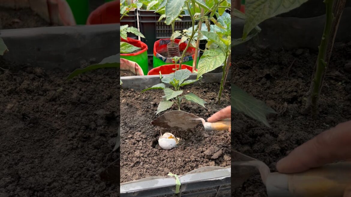 Capsicum care tips using raw egg as natural fertilizer #gardening #capsicum #garden #shorts￼
