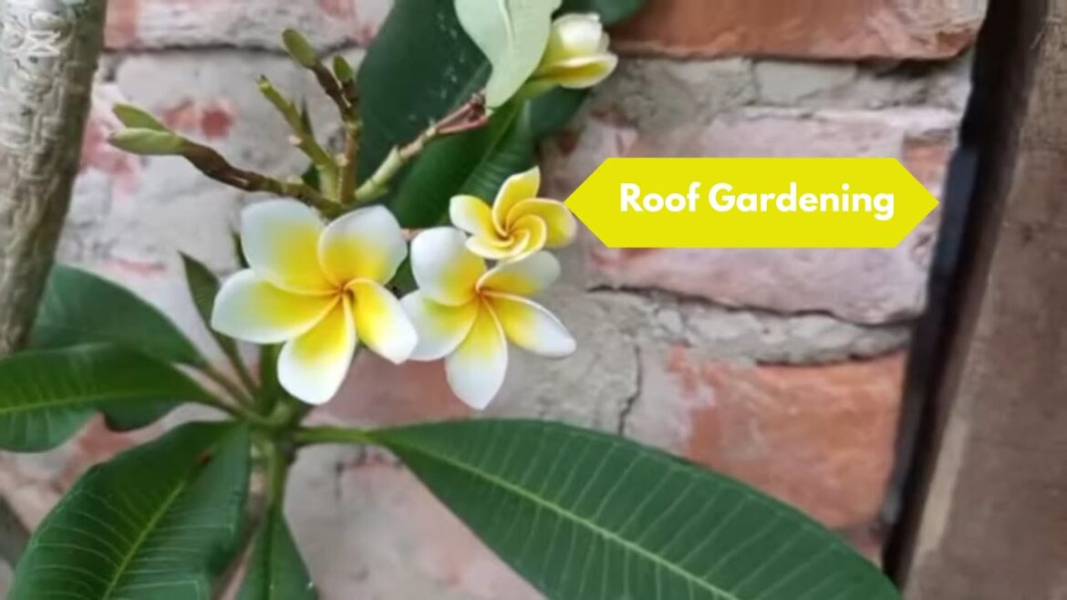 Gardening Experts Reveal Top Spring 2025 Flower Trends