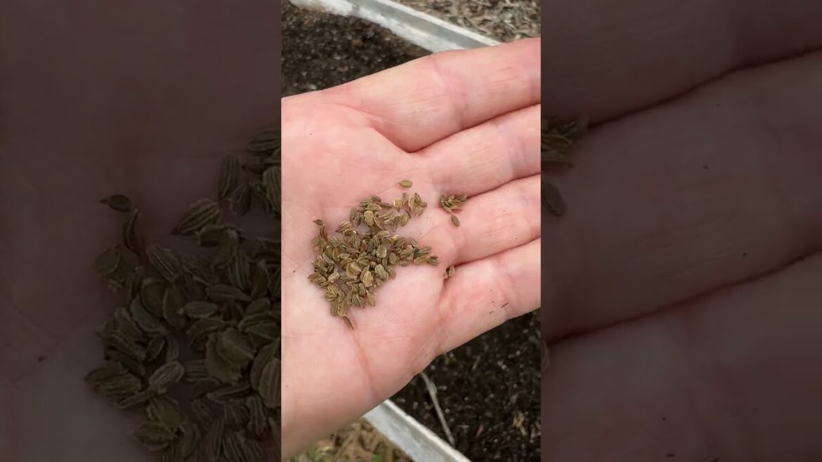 How to Grow Carrots from Seed (Easy Germination Trick with Cardboard!) #gardentips #shorts #garden How to Grow Carrots from Seed (Easy Germination Trick with Cardboard!) #gardentips #shorts #garden
