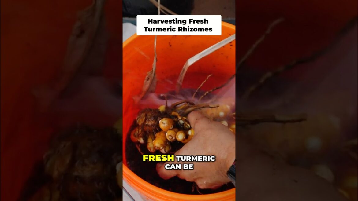 Harvesting Fresh Turmeric Rhizomes: From Soil to Kitchen!