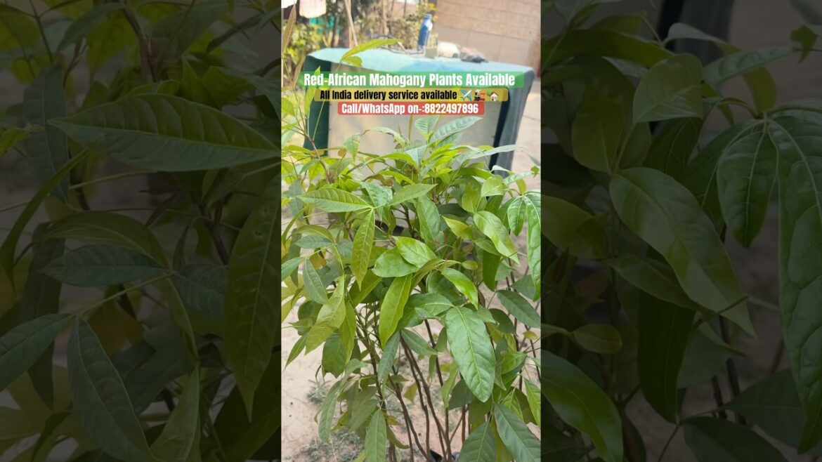 Order Red African Mahagony Plants NowЁЯУ▓ЁЯМ▒ | #viral #nursary #farming Order Red African Mahagony Plants NowЁЯУ▓ЁЯМ▒ | #viral #nursary #farming