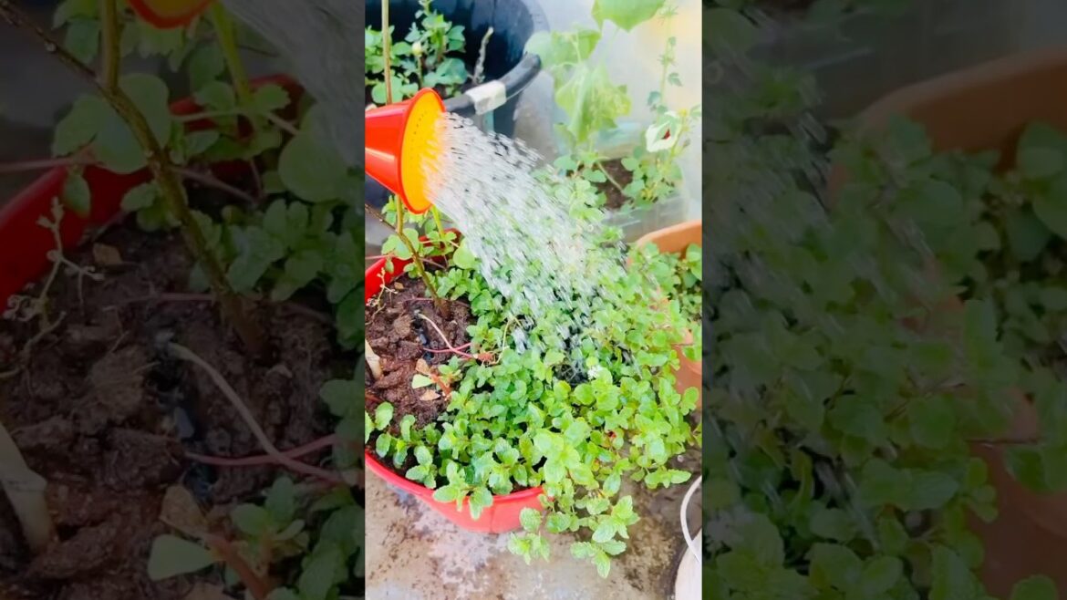మీ మొక్కల కోసం gift ఇద్దాం అనుకుంటున్నారా???❤️🍀#vegetablegarden #ytshorts #malabarspinach #spinch మీ మొక్కల కోసం gift ఇద్దాం అనుకుంటున్నారా???❤️🍀#vegetablegarden #ytshorts #malabarspinach #spinch