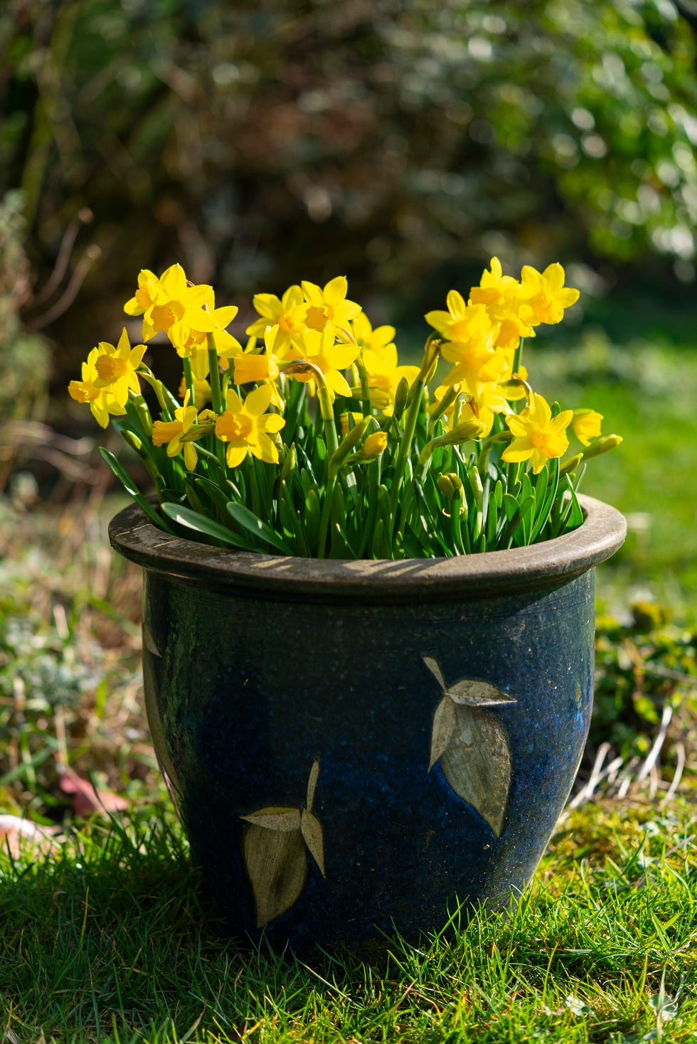 a very popular variety of dwarf daffodil with bright yellow flowers which is often used in containers