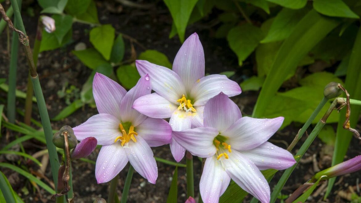 ‘I’m a gardening expert – plant these three bulbs now for stunning summer colour’ Devon Live