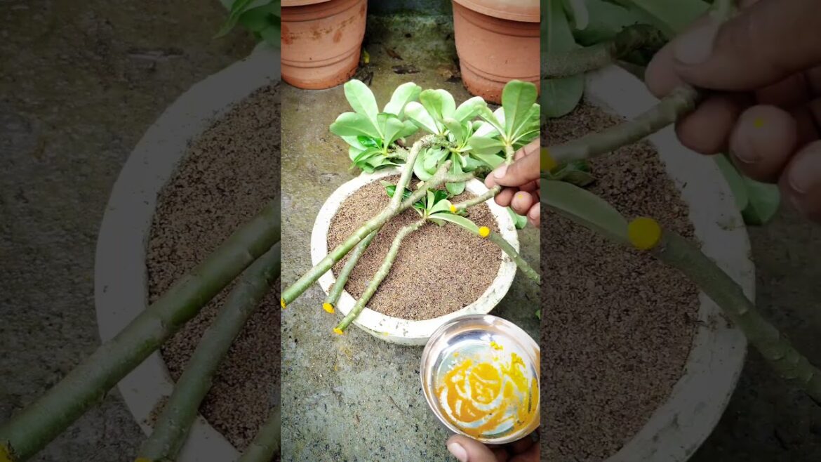 How To Grow Adenium | Tips For Adenium Grow #shorts #gardening #shortsvideo How To Grow Adenium | Tips For Adenium Grow #shorts #gardening #shortsvideo
