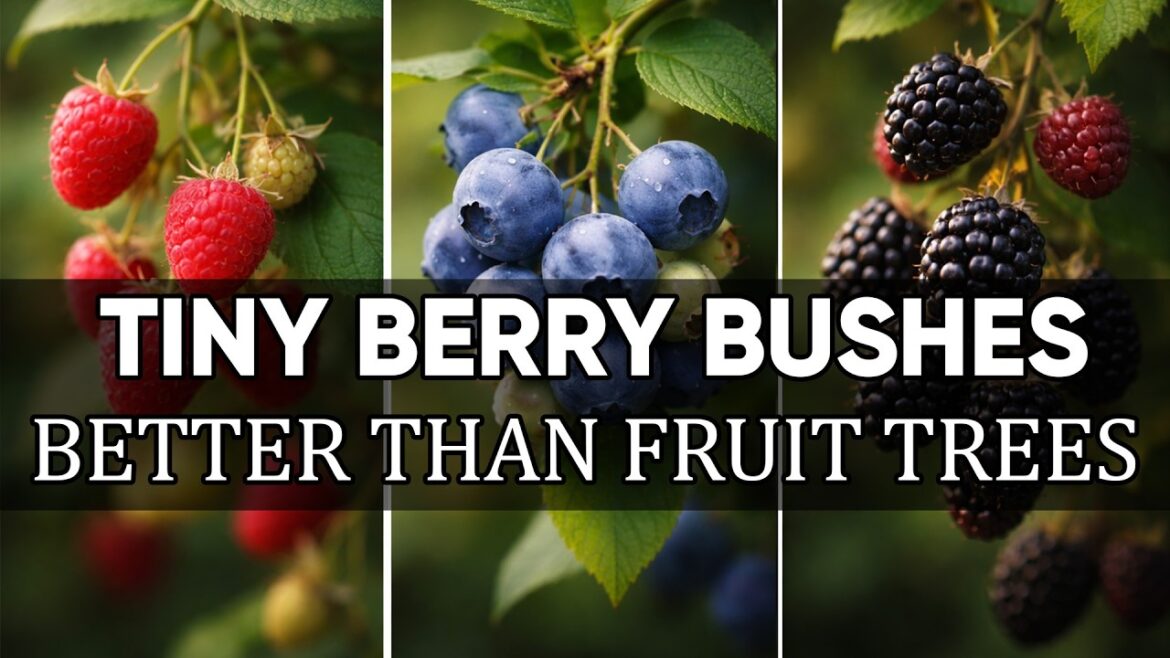 8 Super-Productive Bushes That Grow More Food Than Fruit Trees 8 Super-Productive Bushes That Grow More Food Than Fruit Trees