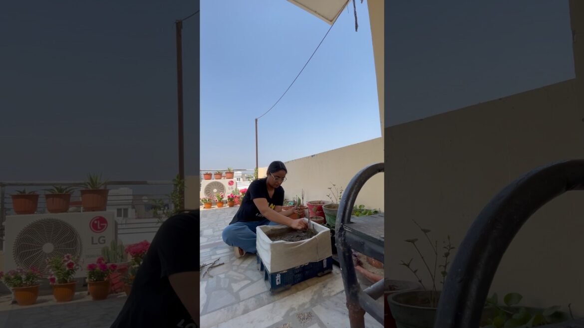 Best time to grow plant from cuttings🌿😎 #shorts #ytshorts #gardening #terracegarden