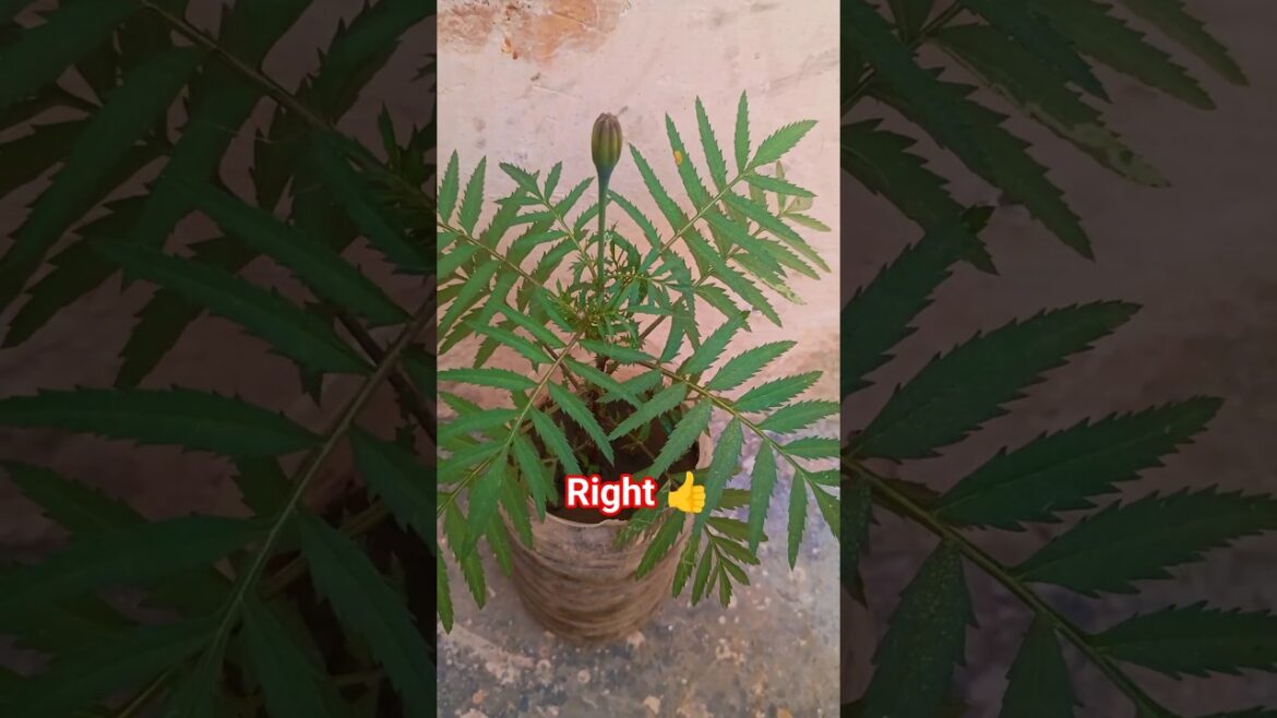 marigold plant ko ghana kaise bnaye #shortvideo #garden #houseplants #indoorplant #gardening #viral