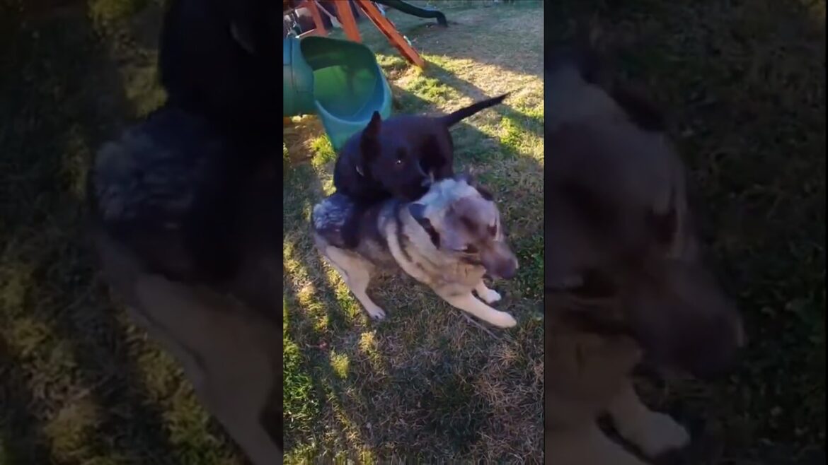 Puppy play time and Garden Plans!