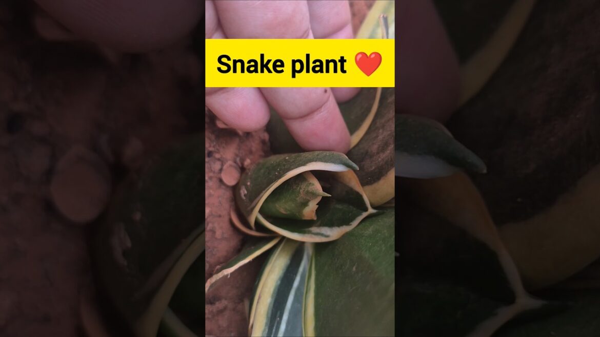 Snake Plant ЁЯНГрдПрдХ рдкреМрдзреЗ рд╕реЗ рдХрдИ рдкреМрдзреЗ рдмрди рдЬрд╛рддреЗ / рдЧрд╛рд░реНрдбрдирд┐рдВрдЧ рдХреА рд╢реБрд░реБрдЖрдд рдЗрд╕ рдкреМрдзреЗ рд╕реЗ рдХрд░реЗЁЯМ┐#shorts Snake Plant ЁЯНГрдПрдХ рдкреМрдзреЗ рд╕реЗ рдХрдИ рдкреМрдзреЗ рдмрди рдЬрд╛рддреЗ / рдЧрд╛рд░реНрдбрдирд┐рдВрдЧ рдХреА рд╢реБрд░реБрдЖрдд рдЗрд╕ рдкреМрдзреЗ рд╕реЗ рдХрд░реЗЁЯМ┐#shorts