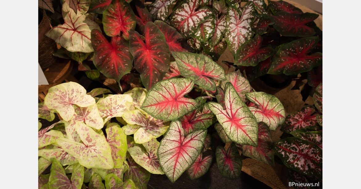 How a botanic garden is reimagining South Florida
