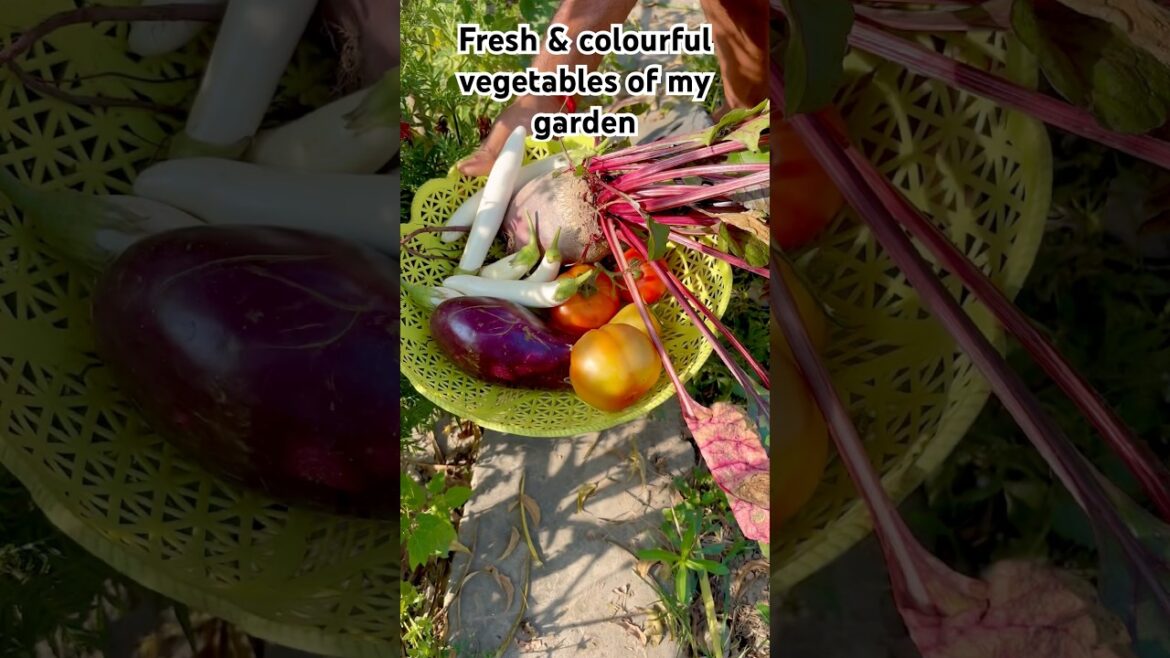 Colourful organic vegetables harvesting #kitchengarden  #gardening #agriculture #farming #shorts