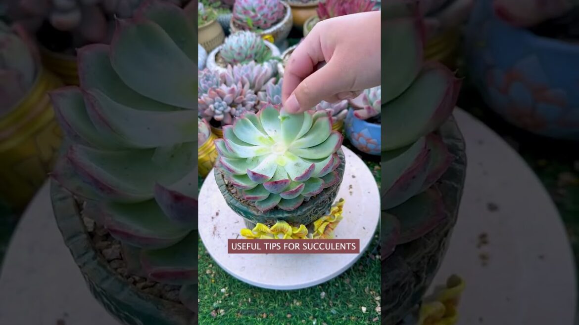 How to Care for Succulents: Tips from a Plant Expert