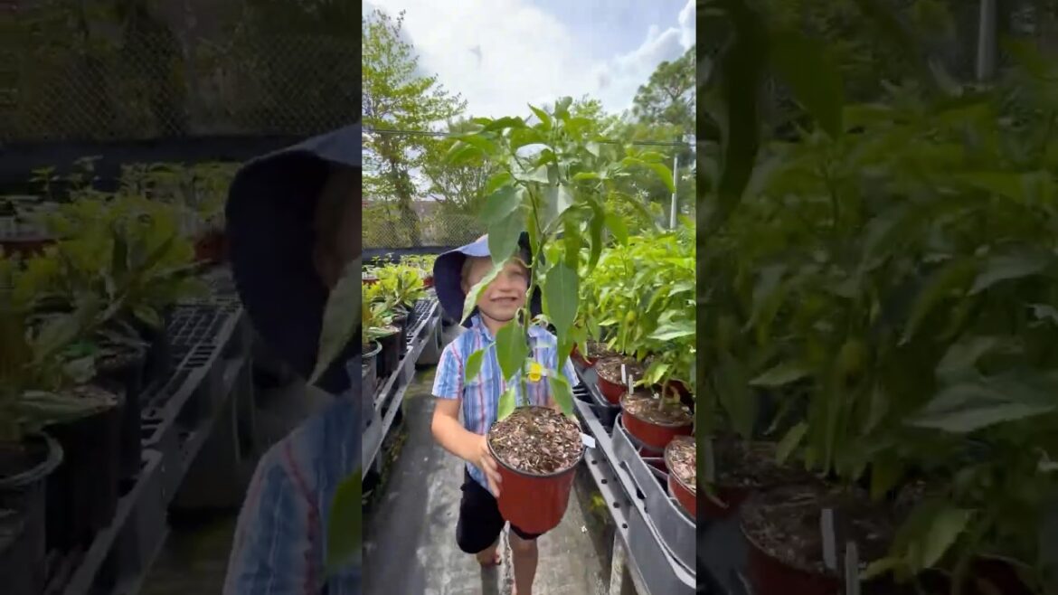 Pull a plant order with me! 🪴🍅🫑