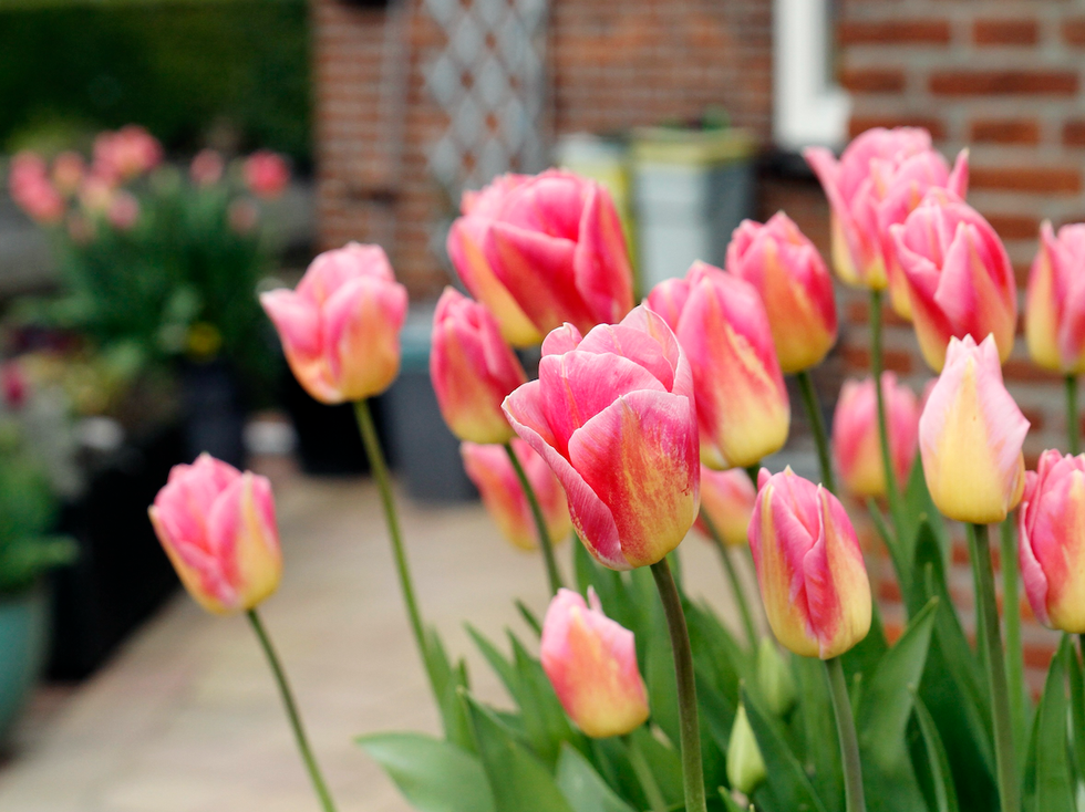 tulips flowers in pots on patio at domestic garden
