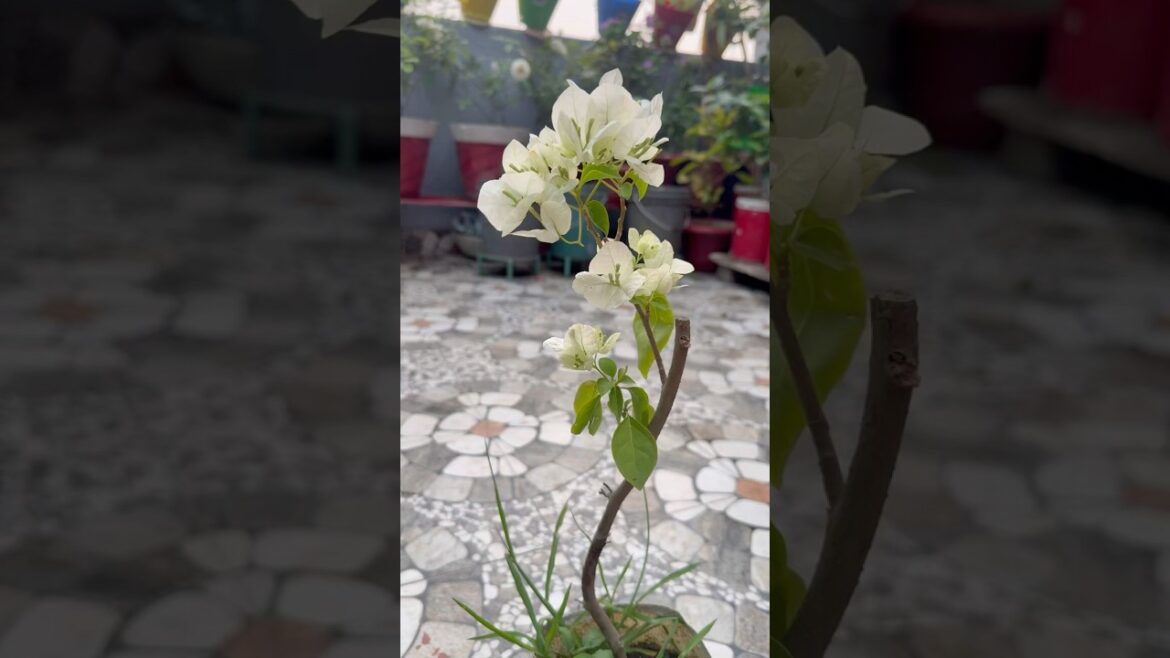 Bought a New White Bougainvillea for My Terrace Garden 🌸🌿 | Planting a Beautiful Flowering Plant Bought a New White Bougainvillea for My Terrace Garden 🌸🌿 | Planting a Beautiful Flowering Plant