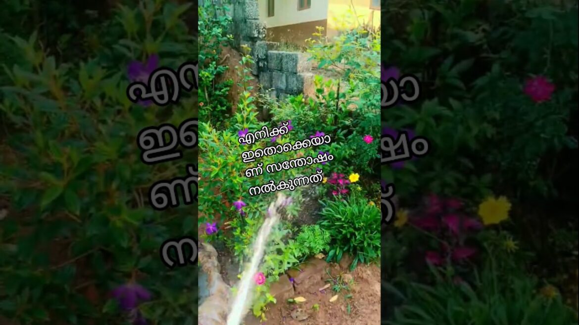നിങ്ങളുടെ ഇഷ്ട ജോലി comment ചെയ്യൂ🥰👍#trending #gardening #flowers #home #happy #shortsviral #viral