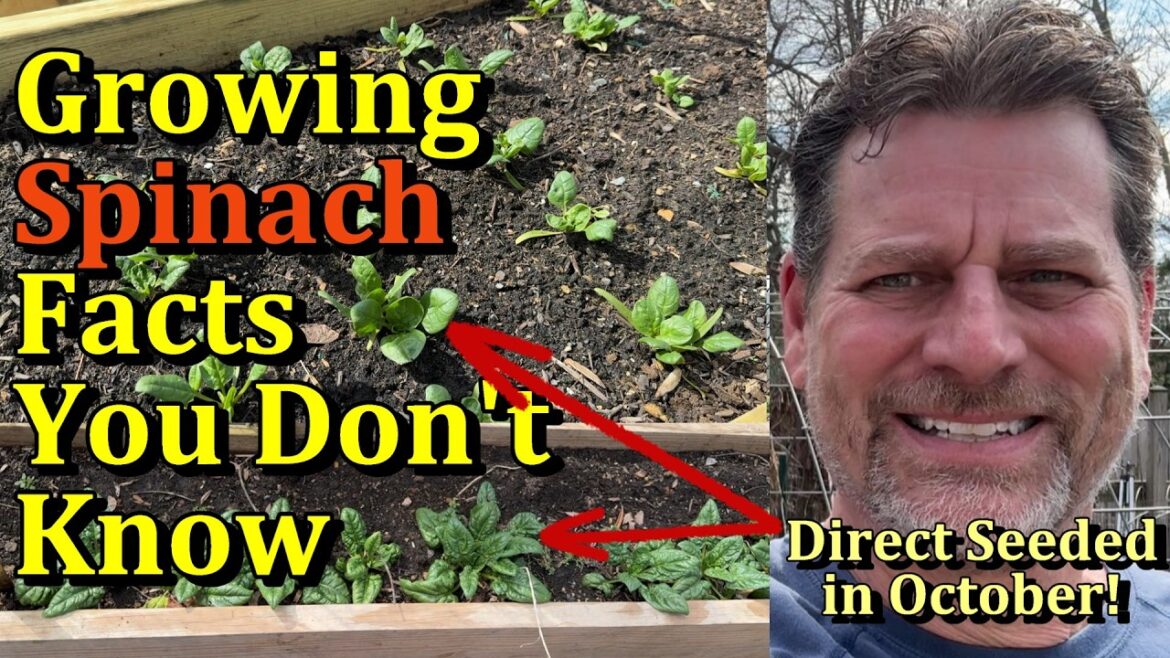 Get Spinach 4 Weeks Early - Growing Tips You Don't Know (Fall Planting!)